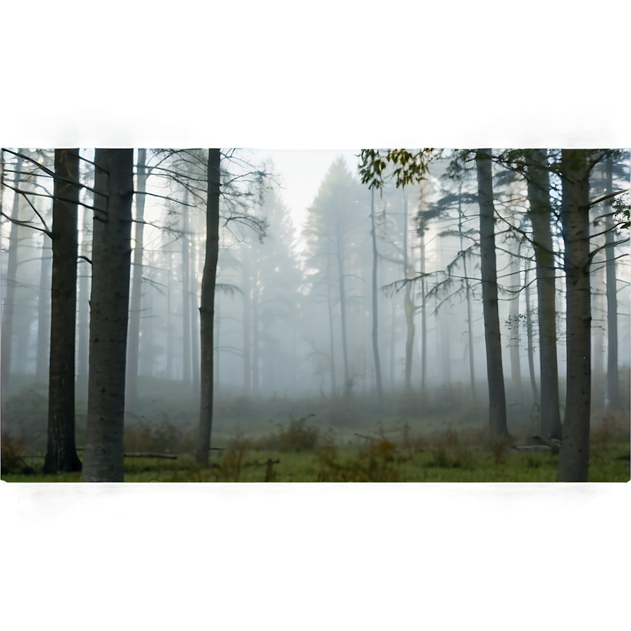 Forest Fog PNG uwg92 PNG with transparent background