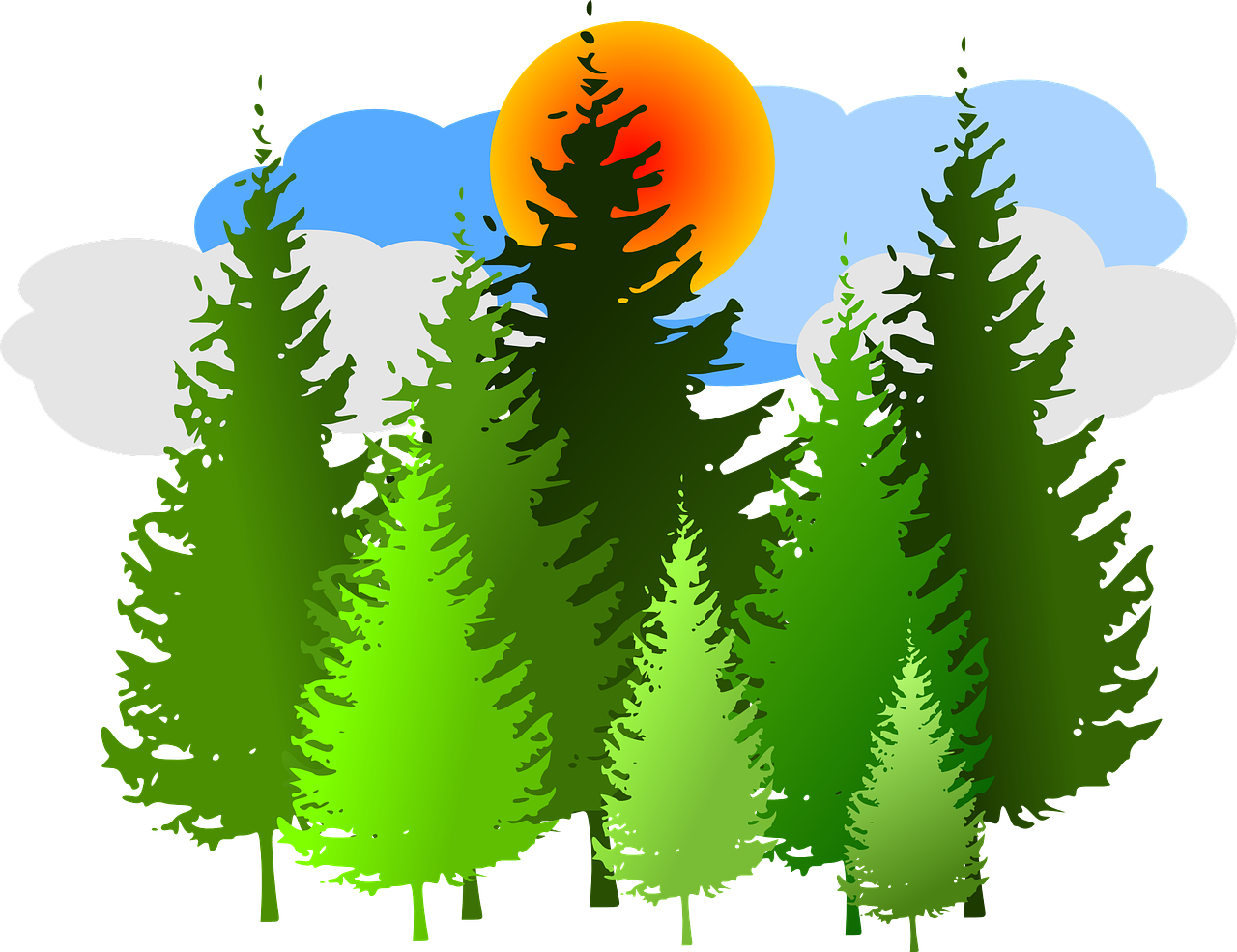 Pine Trees Clip Art, HD Png Download PNG with transparent background