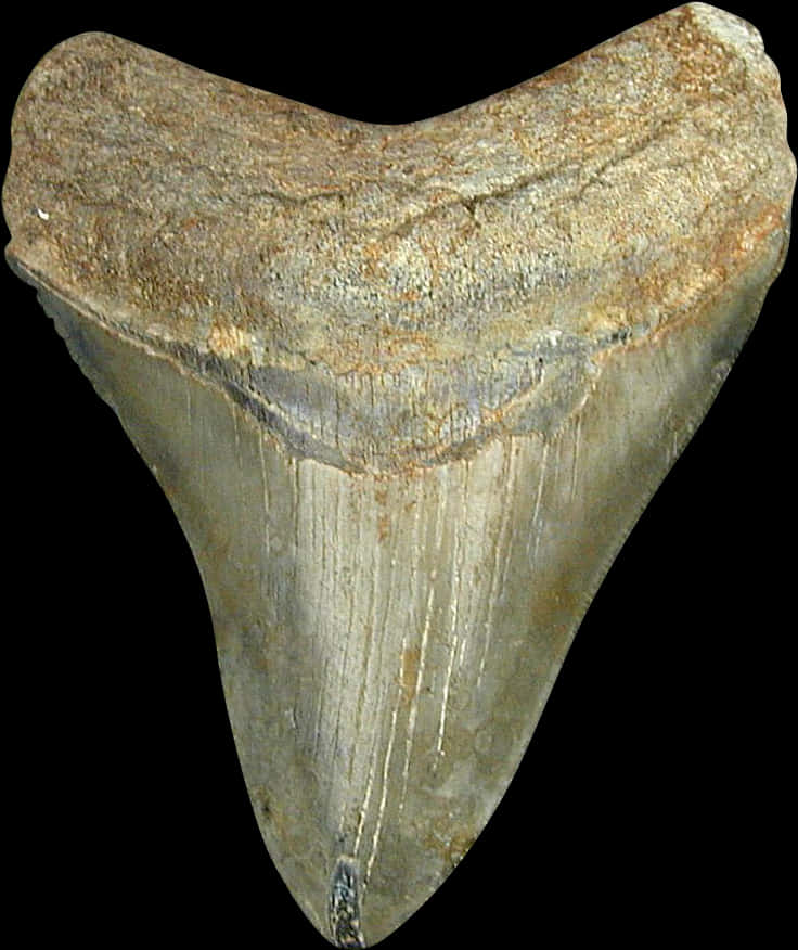 Shark Tooth Png - Shark Tooth No Background, Transparent Png PNG with transparent background