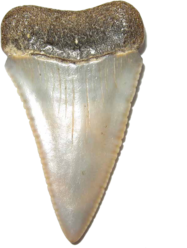 Shark Teeth Transparent Image - White Shark Teeth Png, Png Download PNG with transparent background
