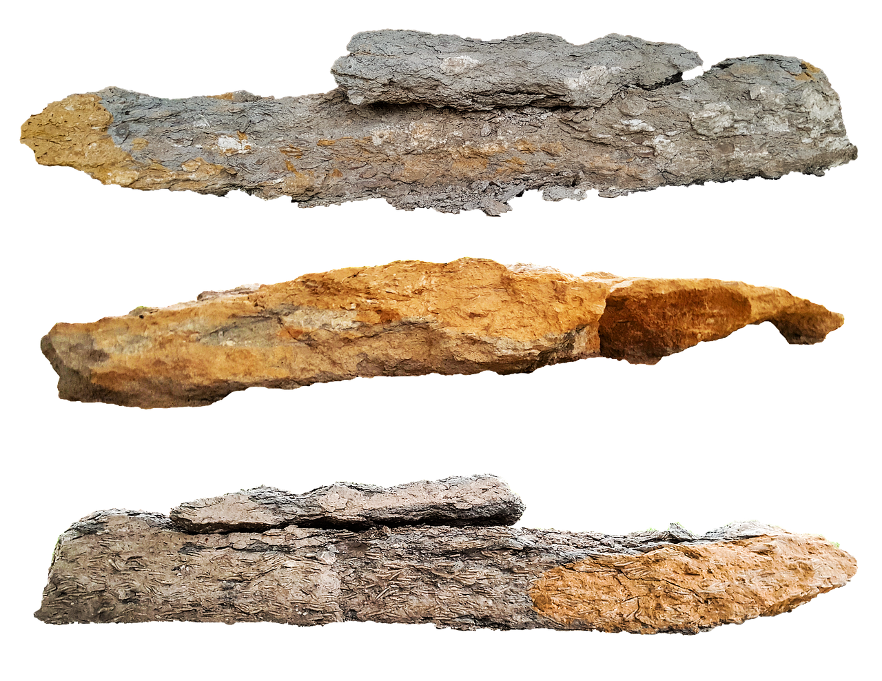 Fossilized Wood Specimens PNG with transparent background