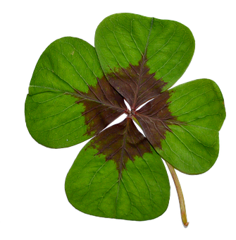 Four Leaf Cloveron Black Background.jpg 335x340 PNG image with a transparent background, free high-resolution download