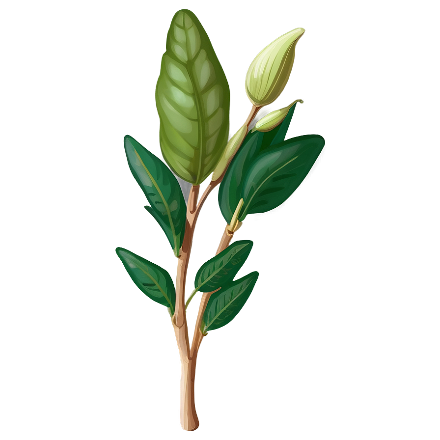 Fragrant Herb Png 15