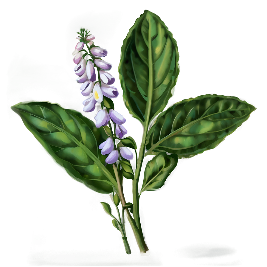 Fragrant Herb Png Ldo80