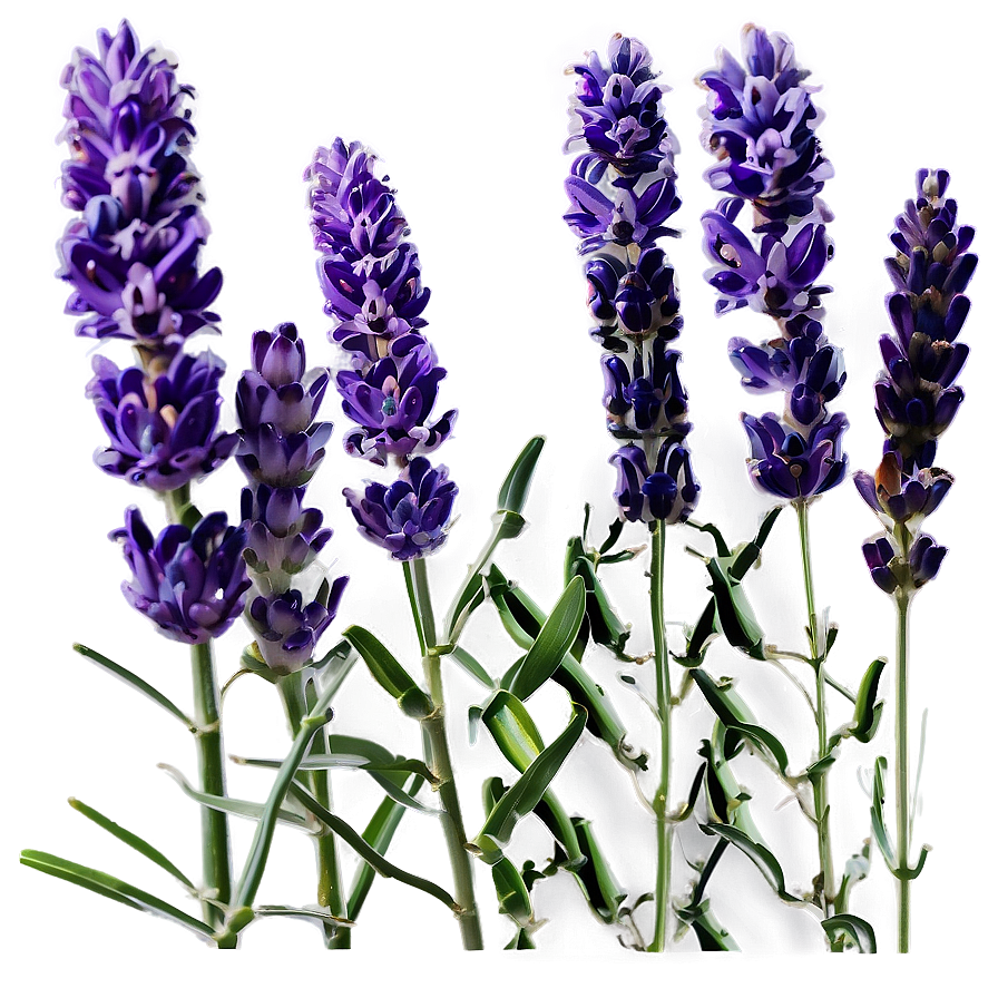 Fragrant Lavender Png Npg