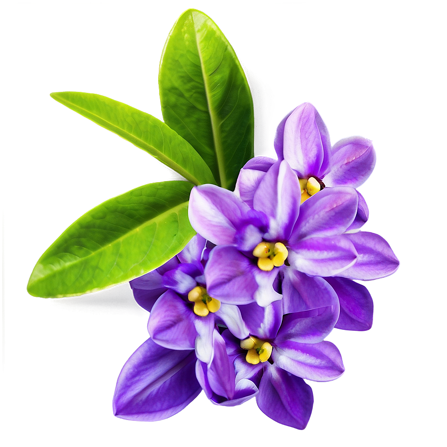 Fragrant Spring Flower Png 06272024