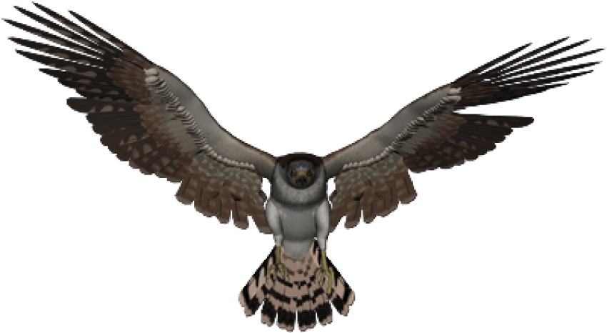 Free Png Download Falcon Png Images Background Png - Falcon Transparent Background, Png Download PNG with transparent background