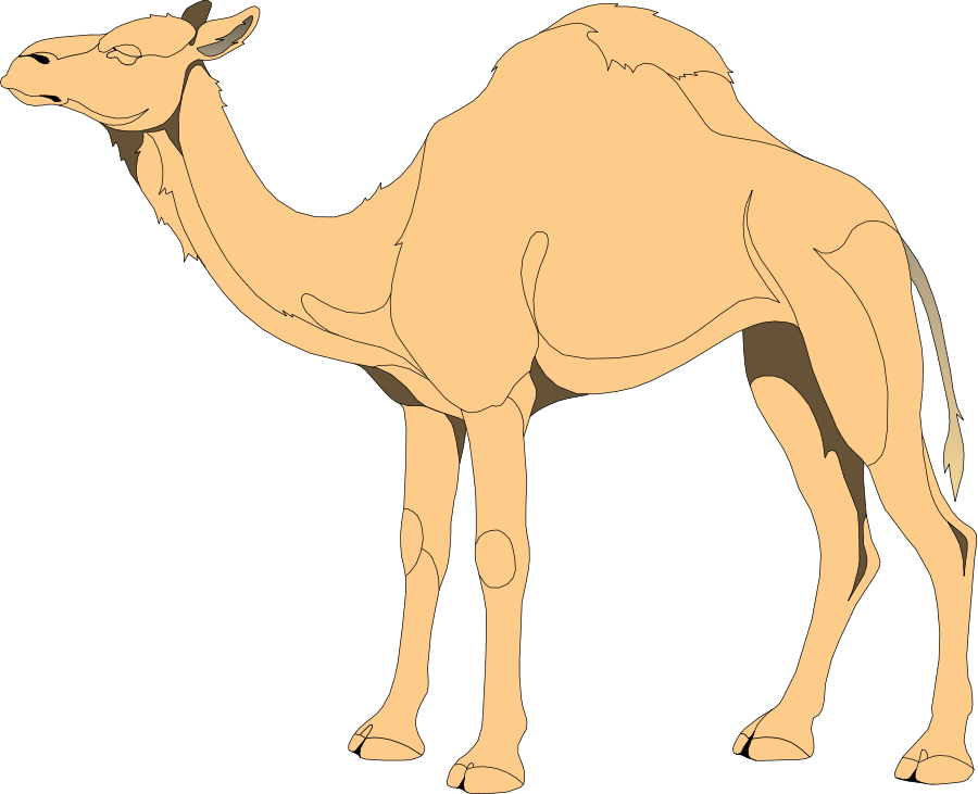 Free Vector Camel - Png Vector Camel, Transparent Png PNG with transparent background