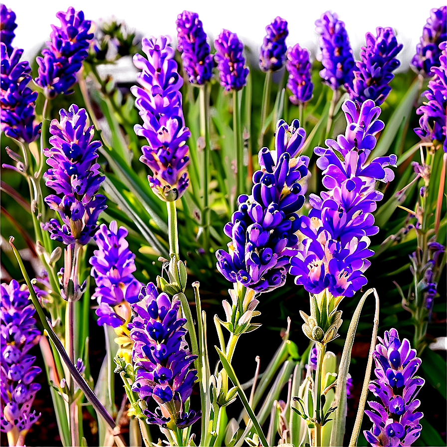 French Lavender Field Png 1