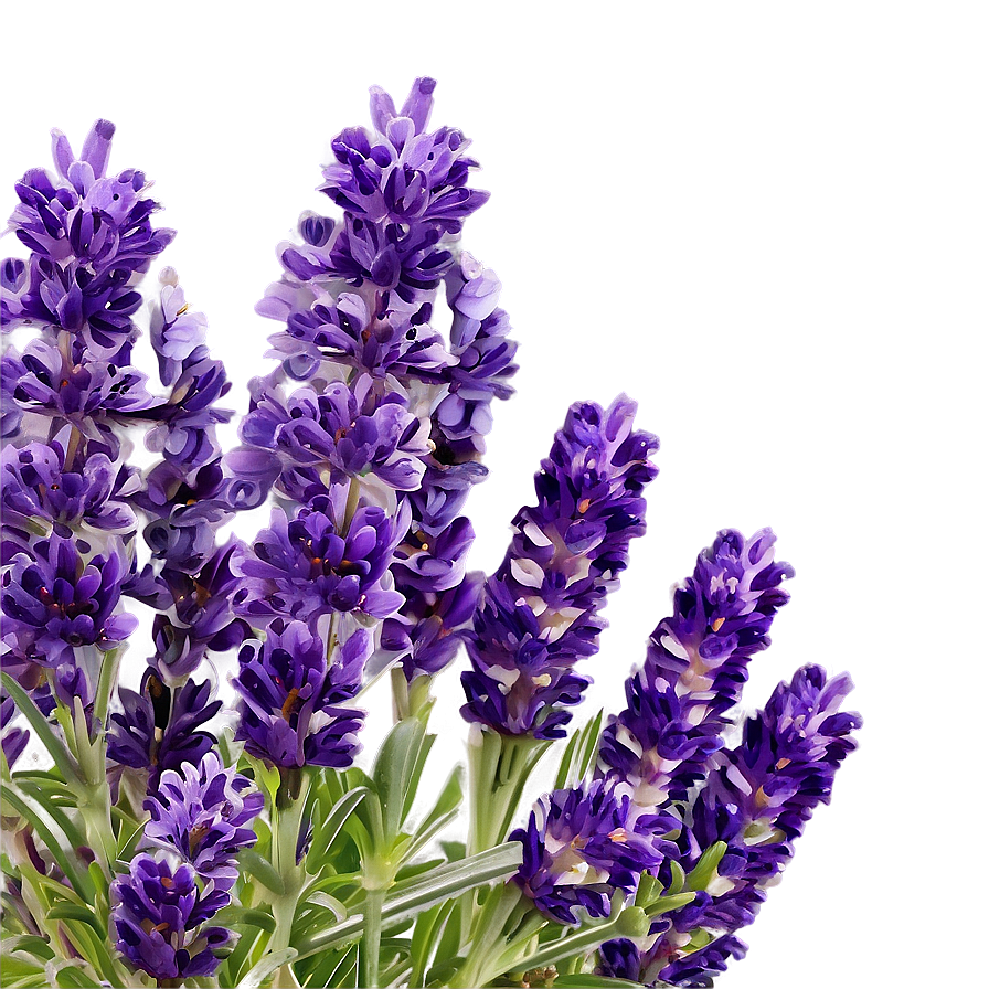 French Lavender Field Png Vee