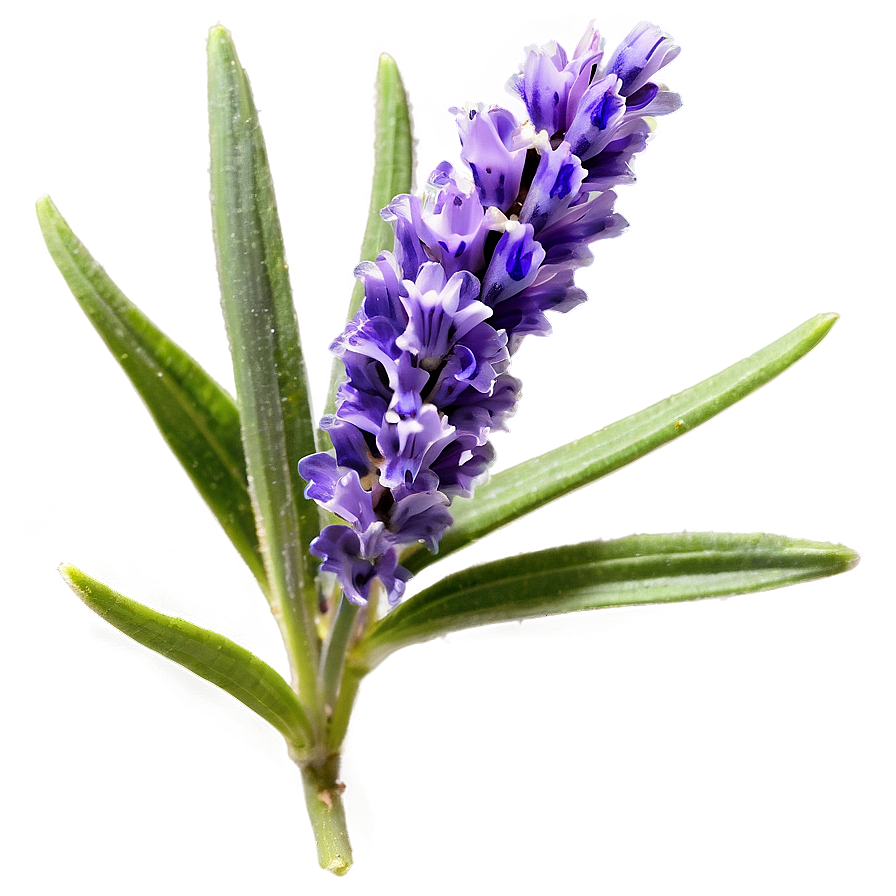 French Lavender Flower Png 90