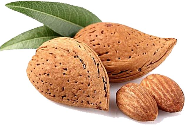 Fresh Almonds With Leaves.png