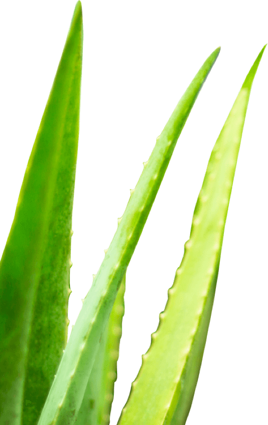 Fresh Aloe Vera Leaves Isolated