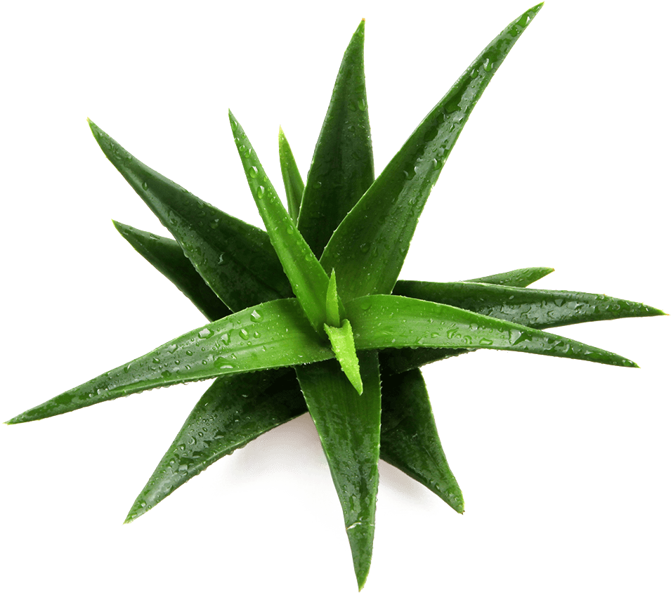 Fresh Aloe Vera Plantwith Dew Drops.png