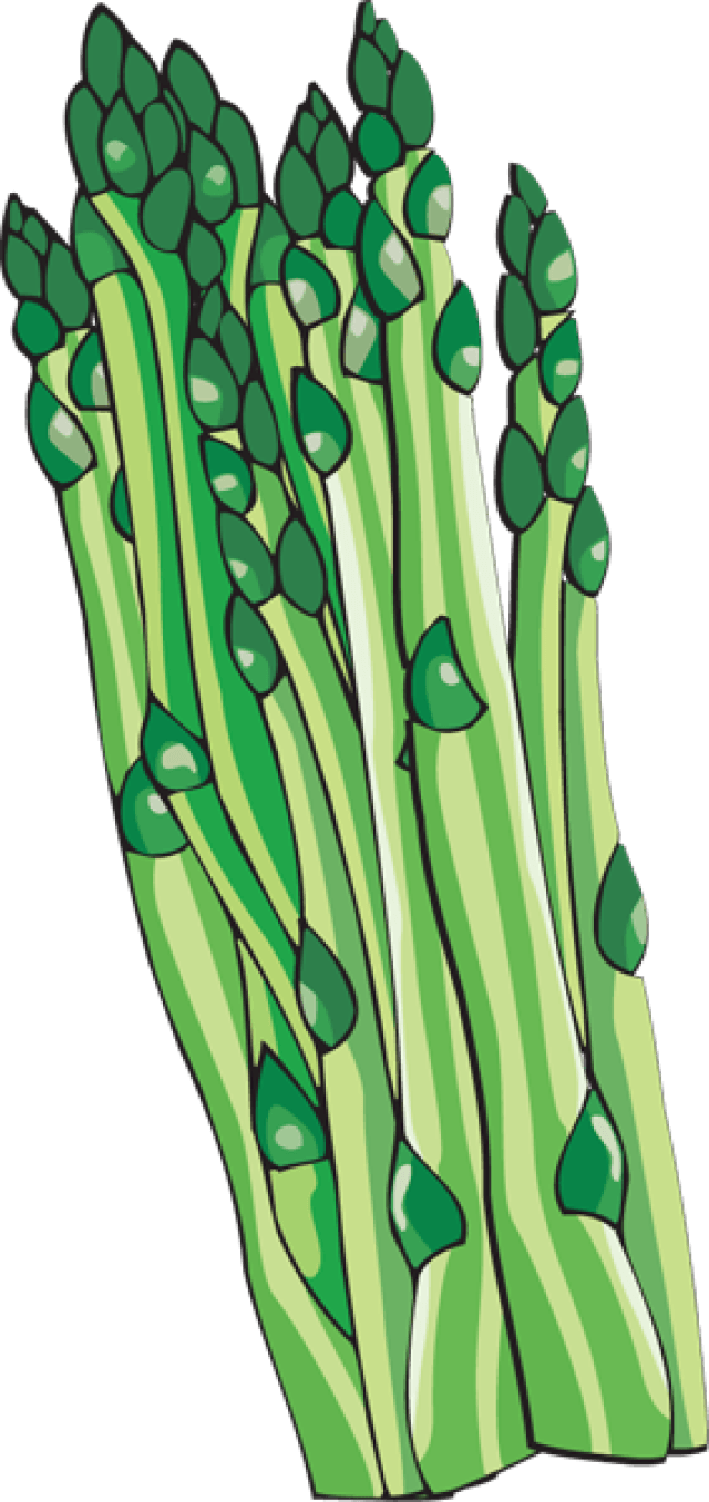 Fresh Asparagus Bunch Illustration