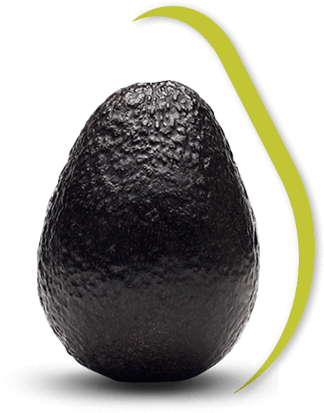 Black Avocado, HD Png Download PNG with transparent background