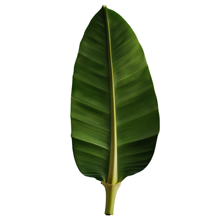 Fresh Banana Leaf Png 51