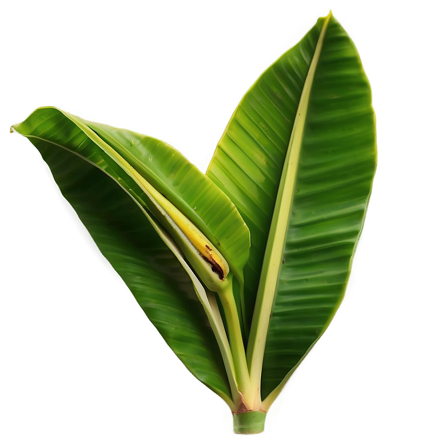 Fresh Banana Leaf Png Awk88