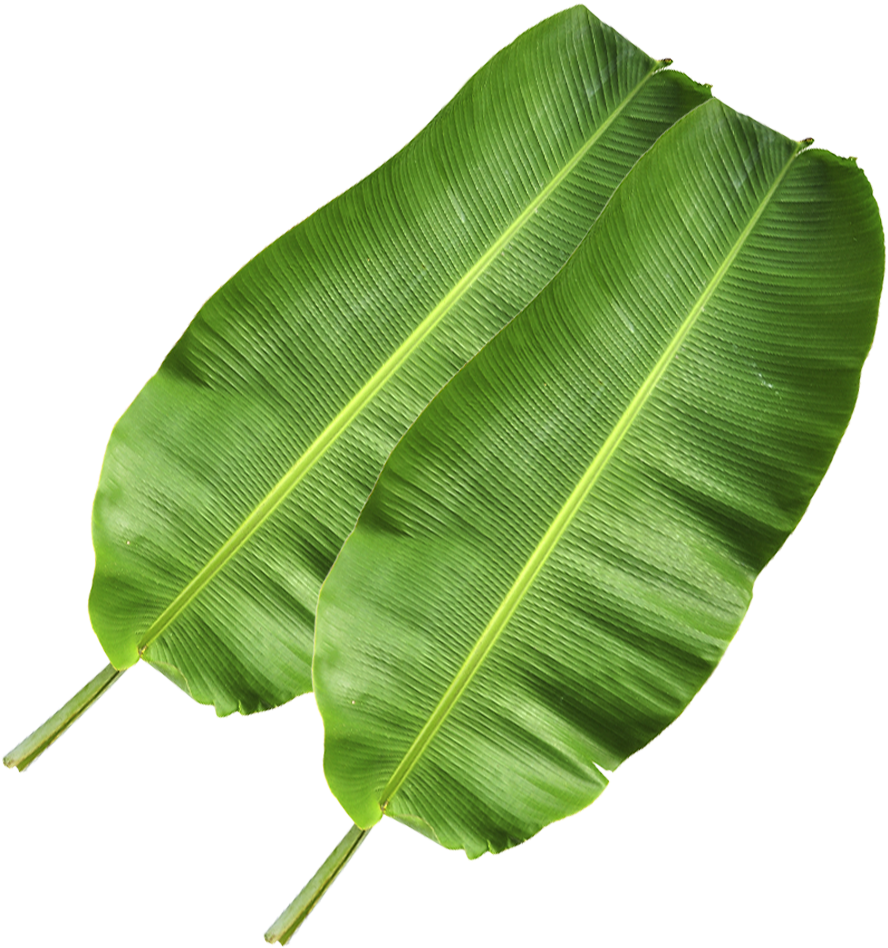 Fresh Banana Leaves Isolated