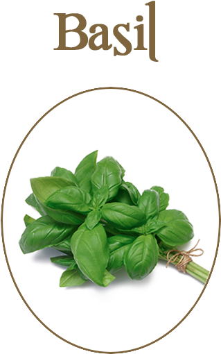 Fresh Basil Herbs Image