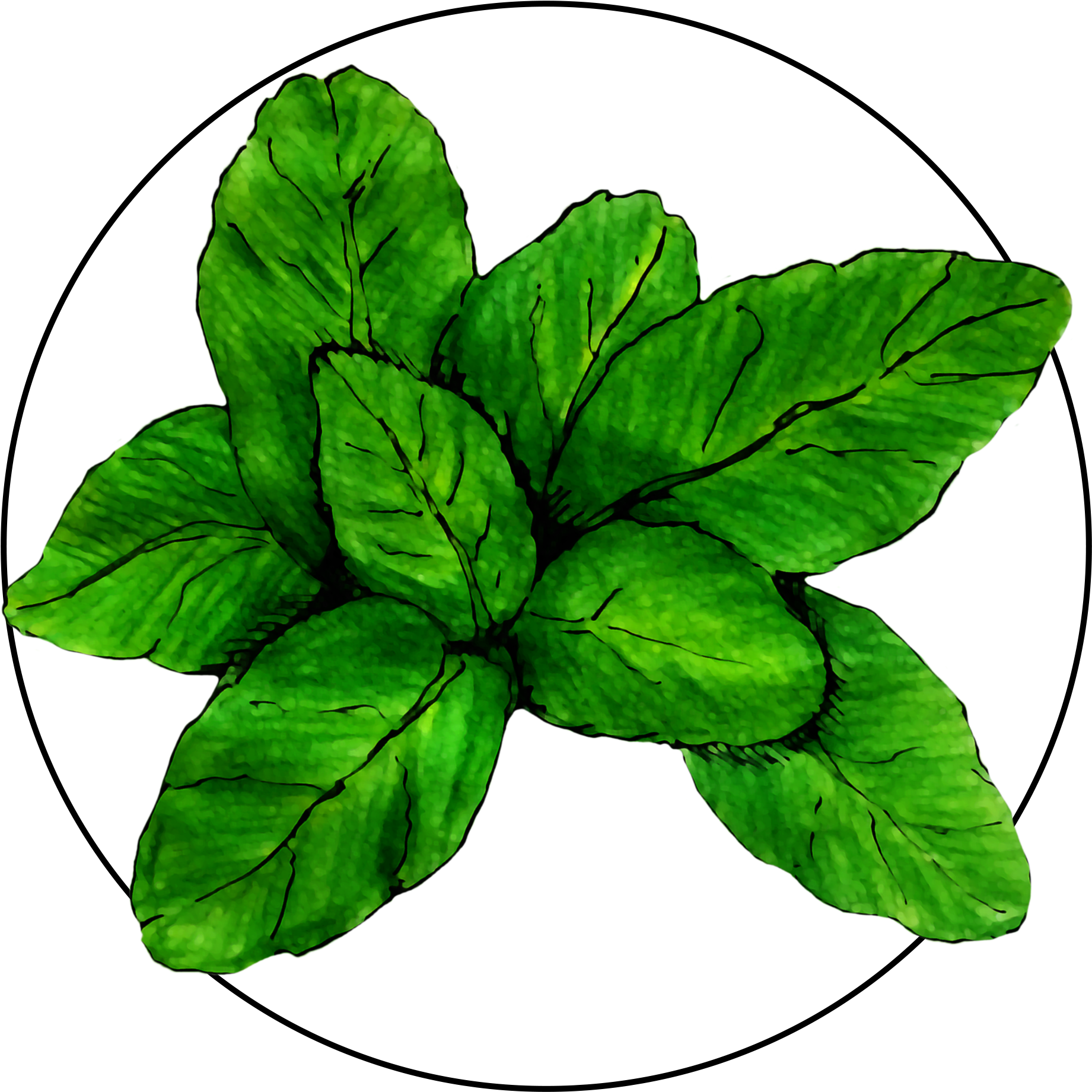 Fresh Basil Leaves Illustration