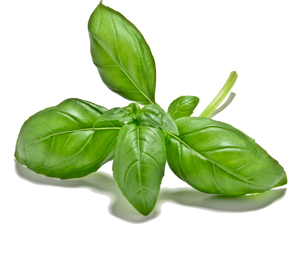 Fresh Basil Leaves Isolated.png