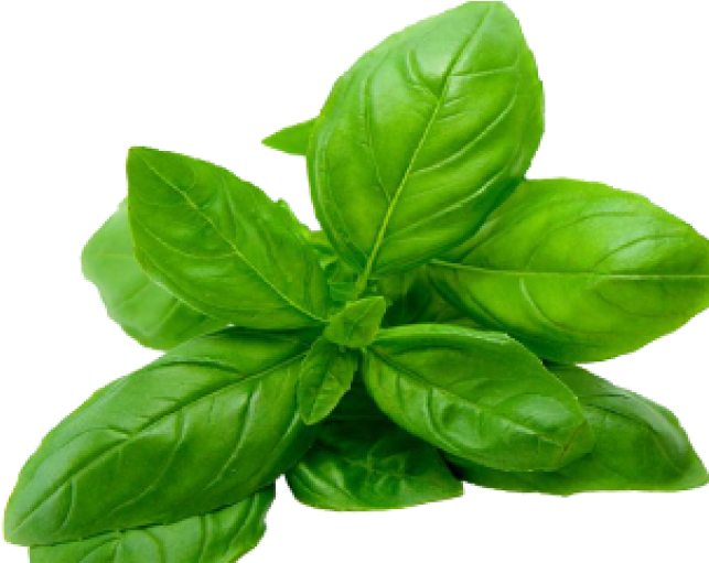 Fresh Basil Leaves.png