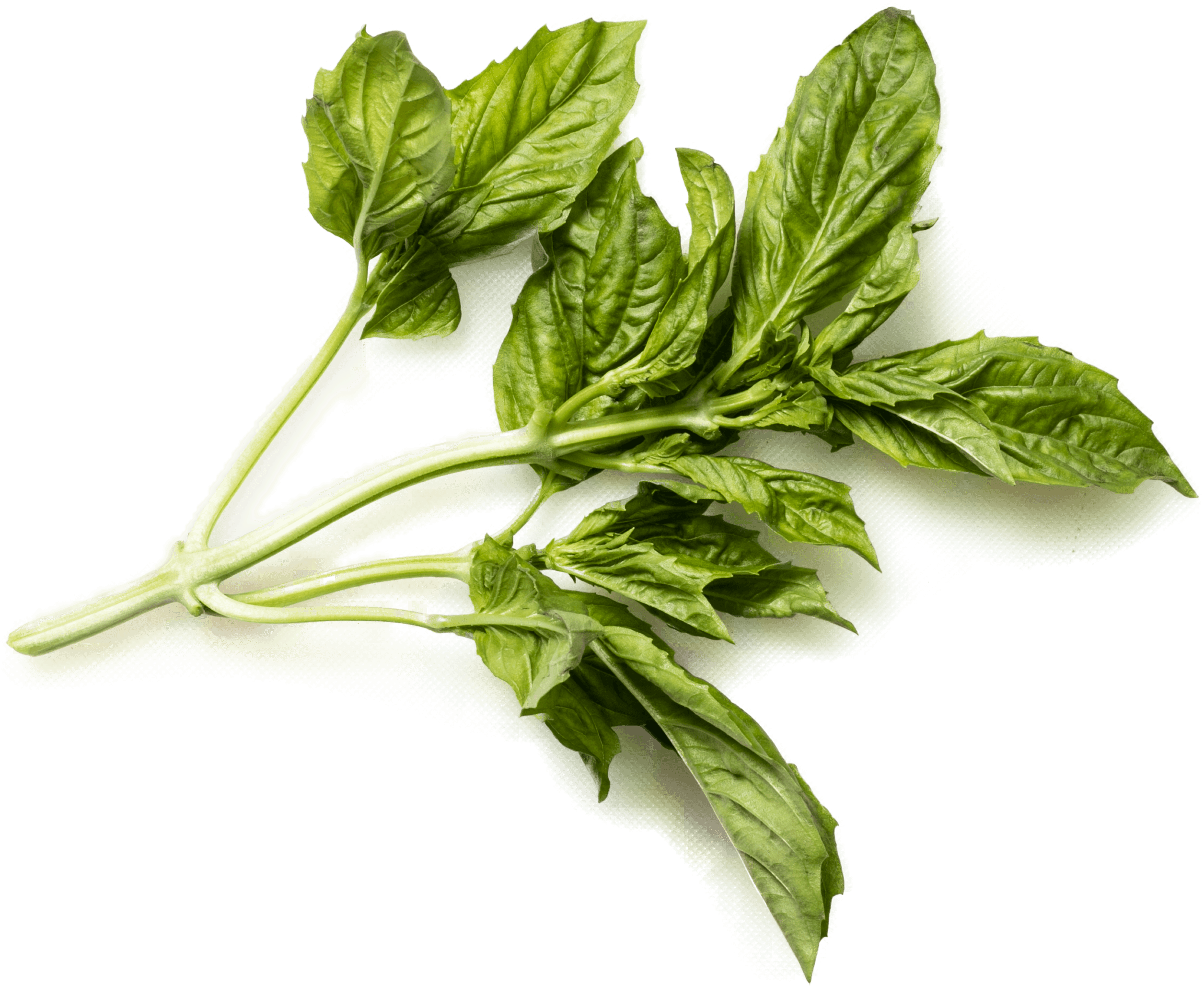 Fresh Basil Leaves.png PNG image with a transparent background, free high-resolution download