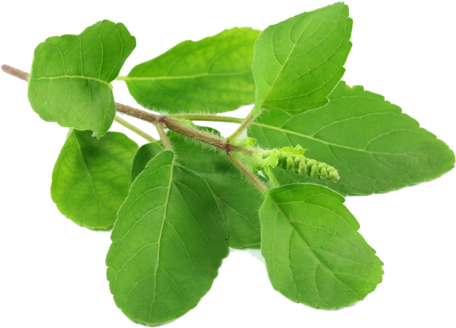 Fresh Basil Leaves Transparent Background 909x653 PNG image with a transparent background, free high-resolution download