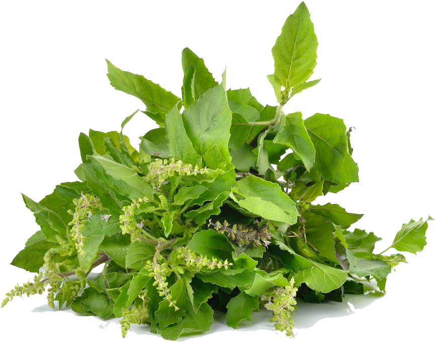 Fresh Basil Leavesand Flowers.png