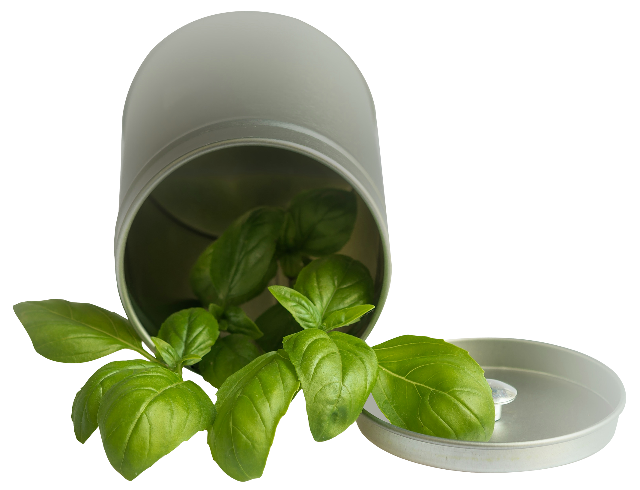 Fresh Basil Leavesin Container PNG image with a transparent background, free high-resolution download