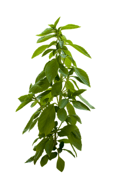 Fresh Basil Plant Black Background PNG with transparent background