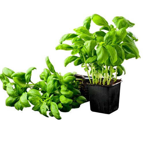 Fresh Basil Plantin Pot PNG image with a transparent background, free high-resolution download