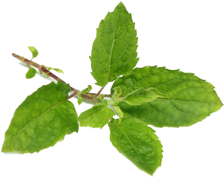 Fresh Basil Sprig.png PNG image with a transparent background, free high-resolution download