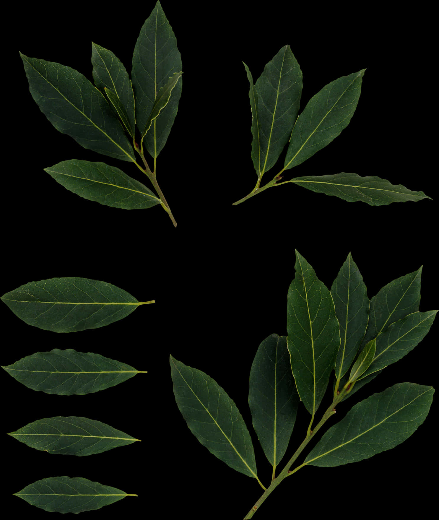 Fresh Bay Leaves Against Black Background