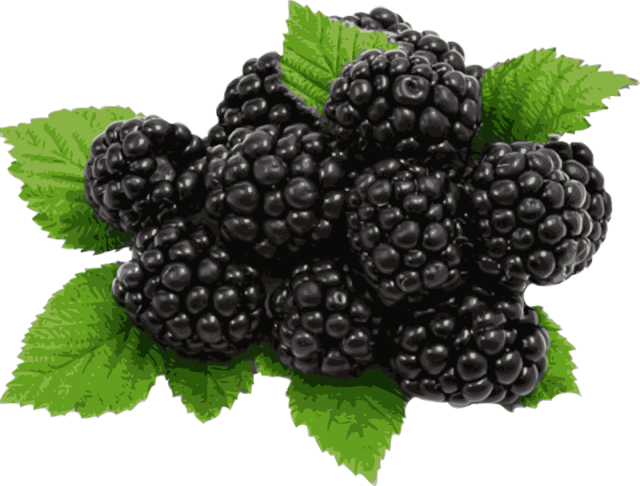 Information And Clip Art About Blackberry Winter - Blackberries Clipart, HD Png Download PNG with transparent background