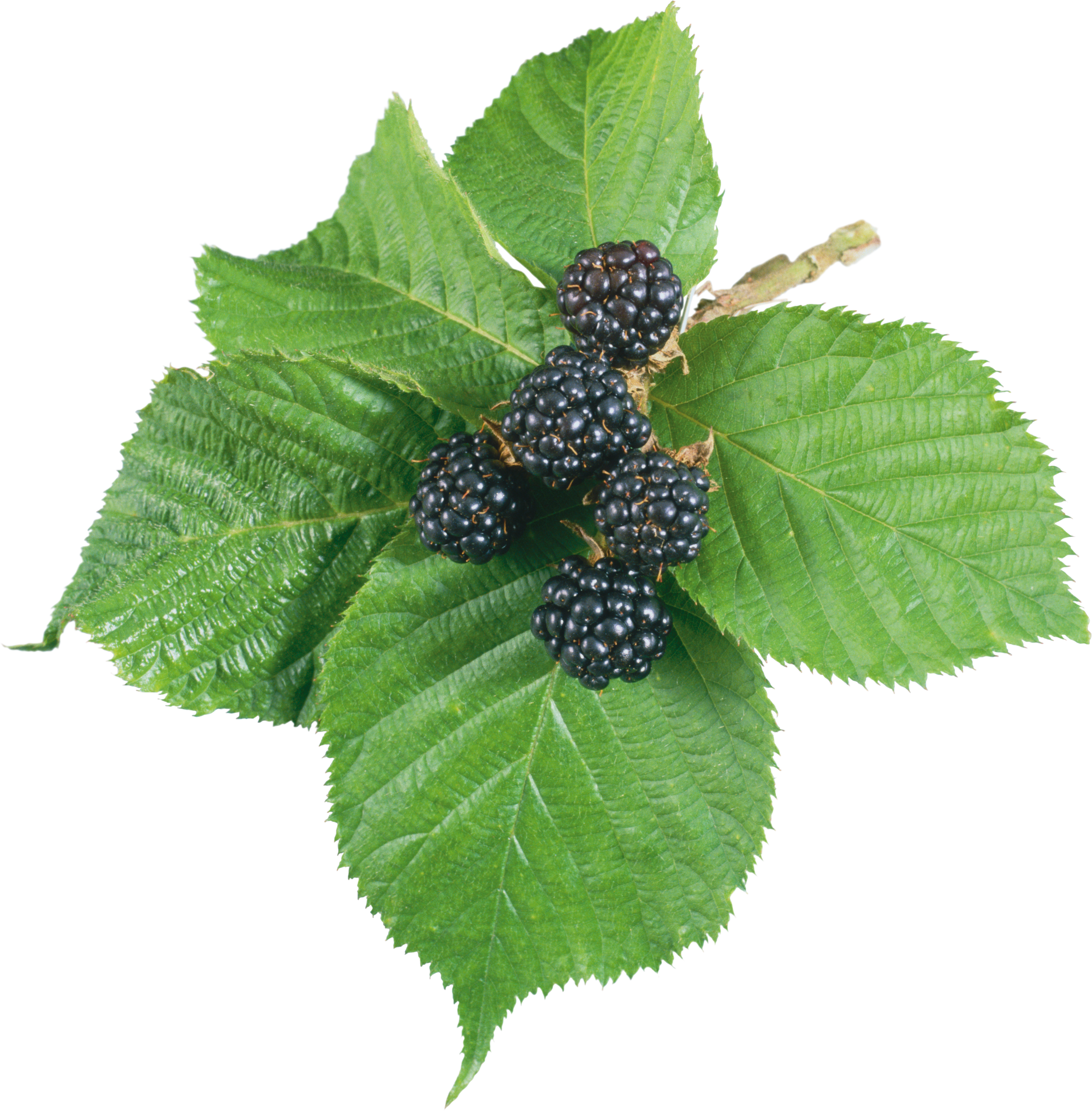 Blackberry Png - Blackberry Leaf Png, Transparent Png PNG with transparent background