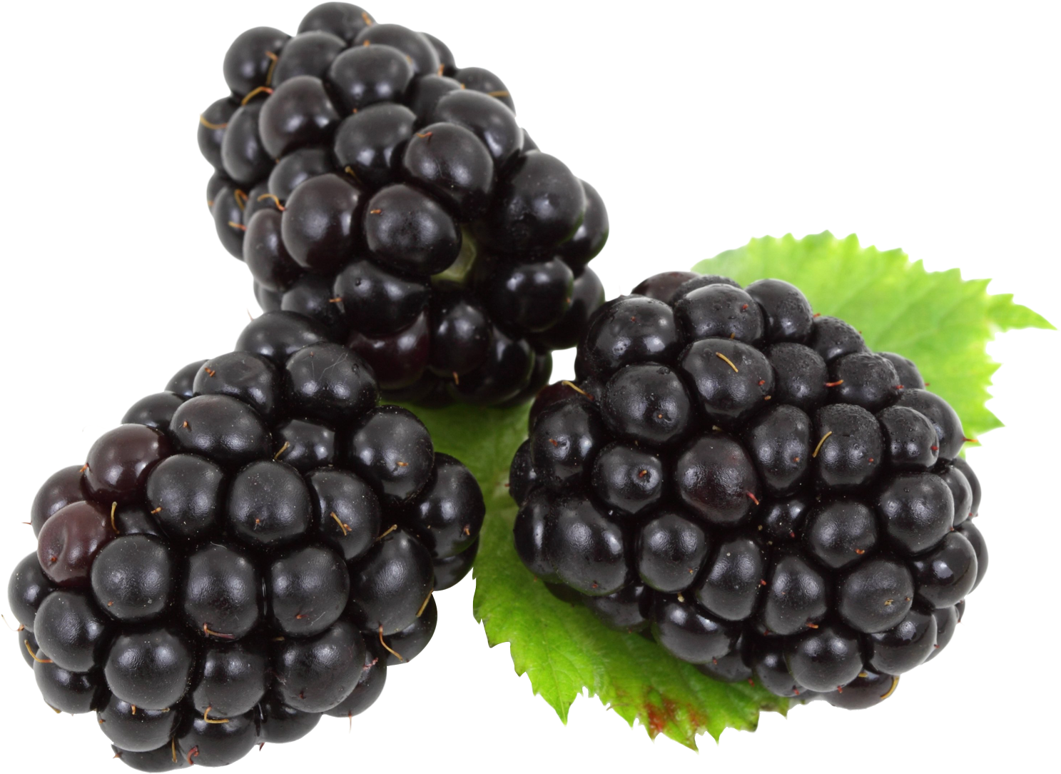 Blackberry Png - Blackberry Png Transparent Background, Png Download PNG with transparent background