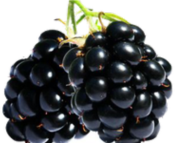 Blackberry Fruit Png Transparent Images - Zarzamora Png, Png Download PNG with transparent background