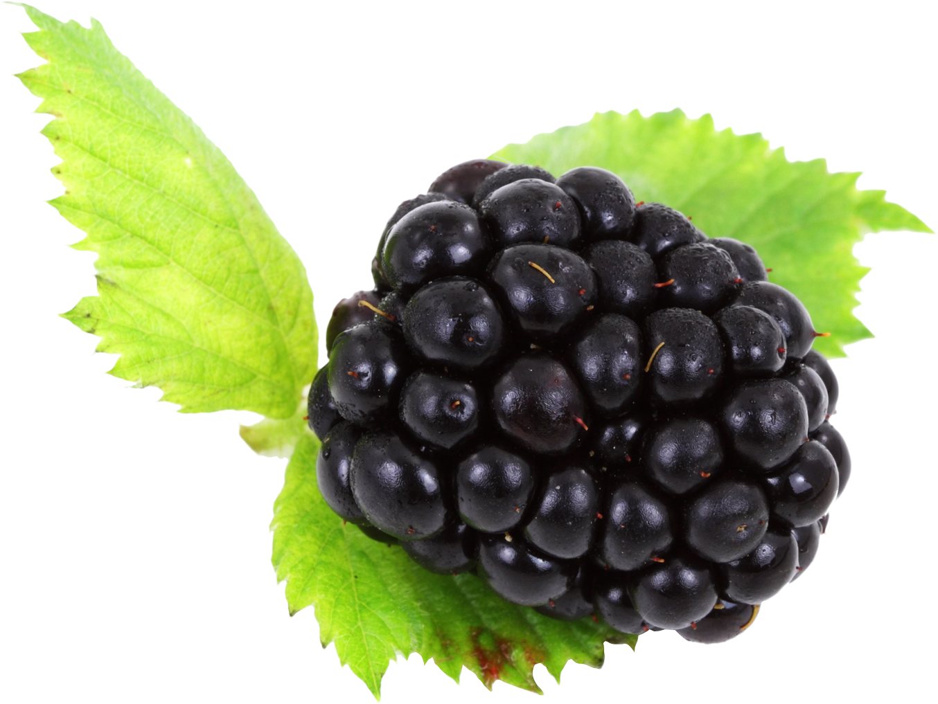 Blackberry With Leaves Png Image - Transparent Background Blackberry Png, Png Download PNG with transparent background