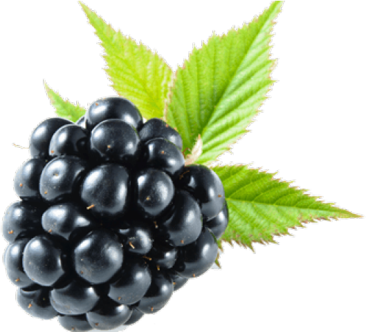 Blackberry Fruit Png Transparent Images - Blackberry Png, Png Download PNG with transparent background