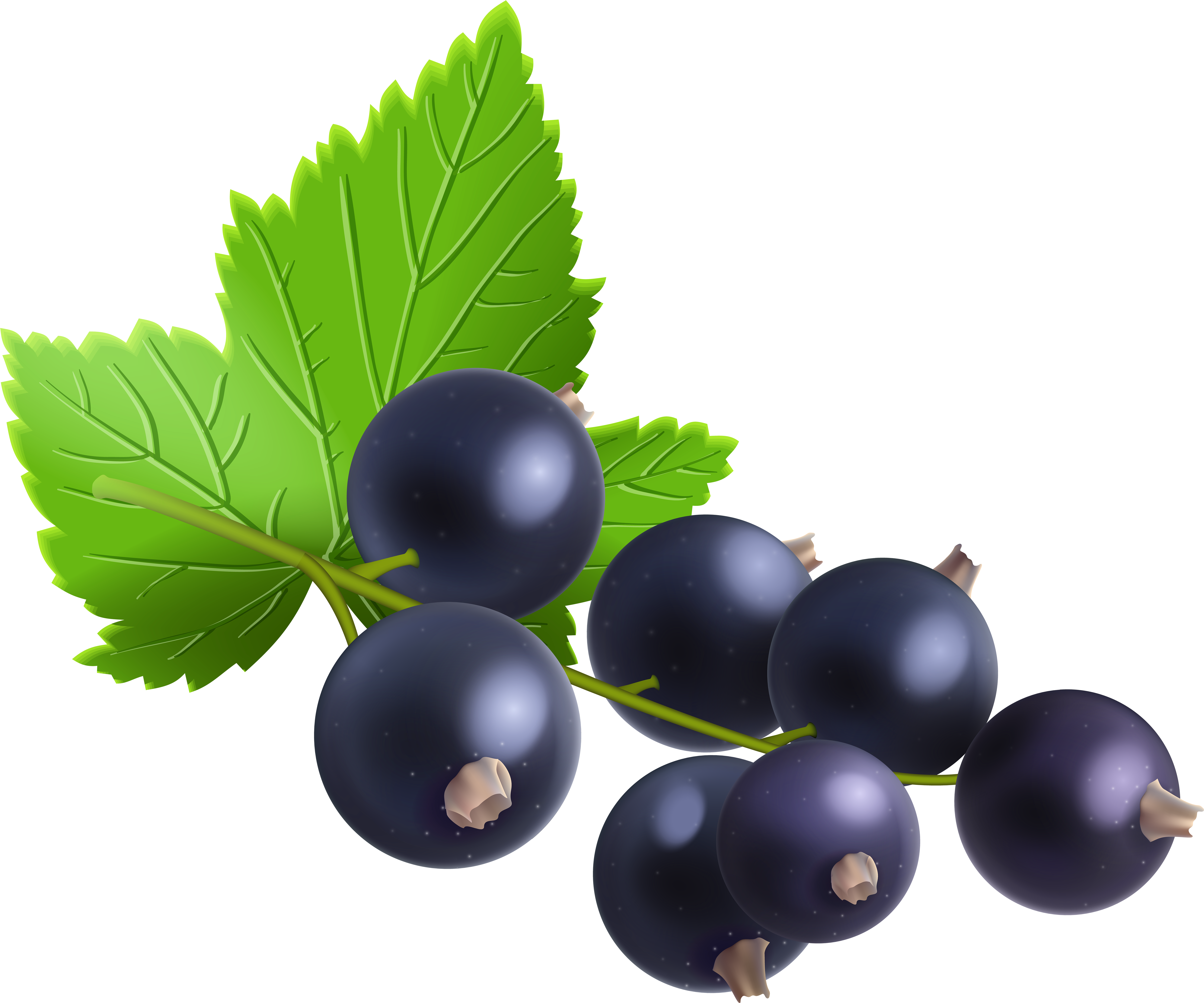 Fresh Blackcurrant Berrieswith Leaves