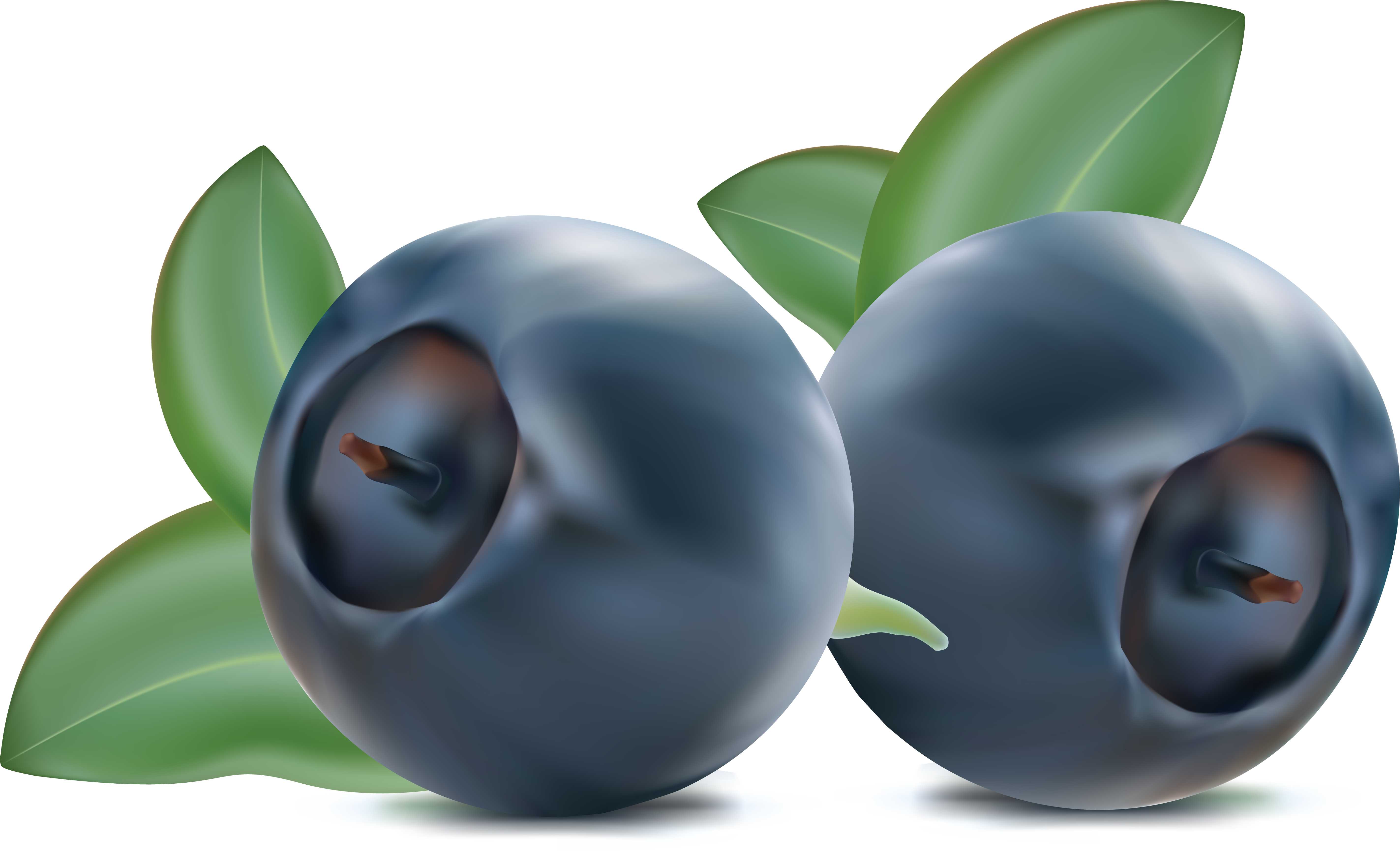 Fresh Blueberries Illustration