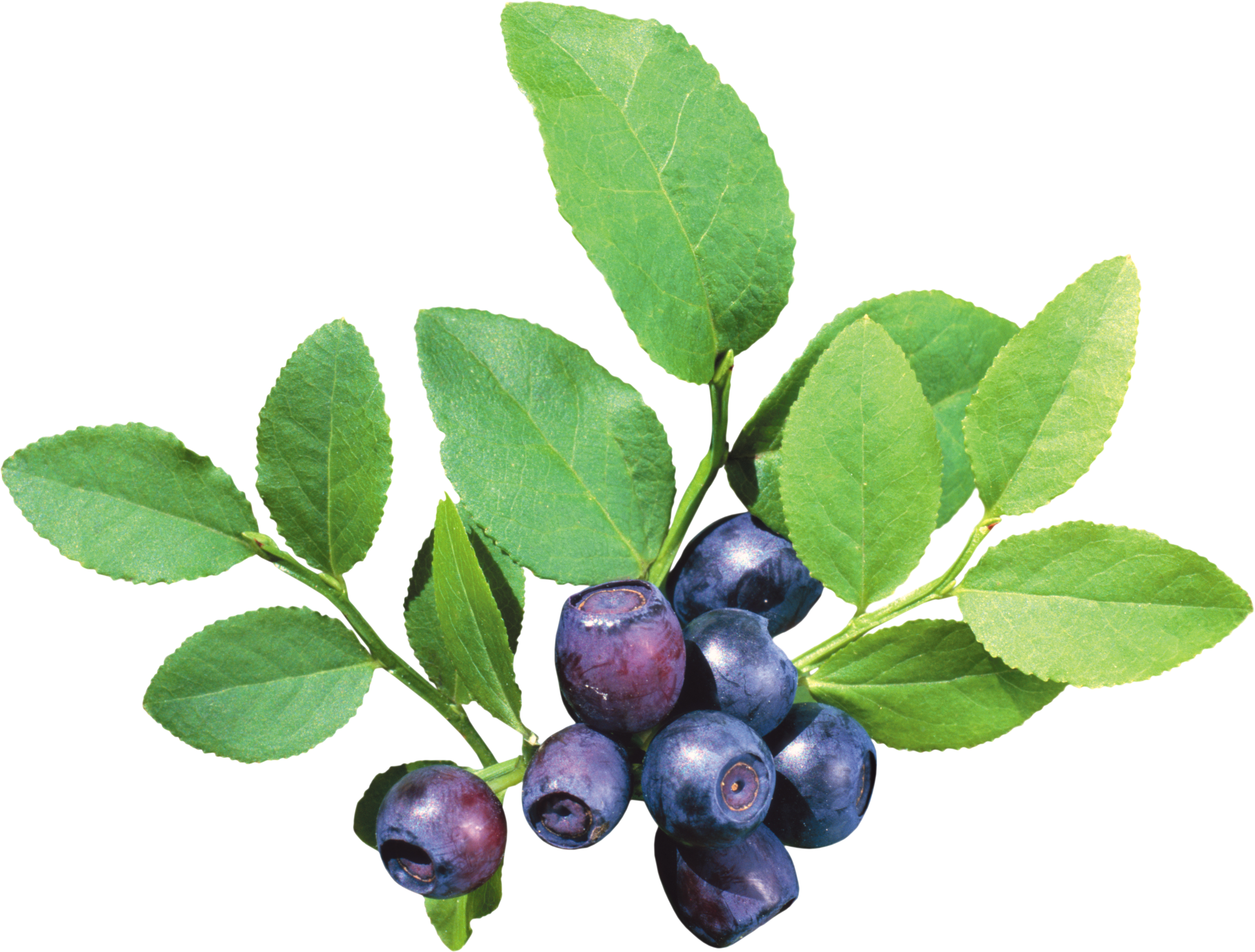 Blueberry Bush Png - Blueberry Tree Png, Transparent Png PNG with transparent background