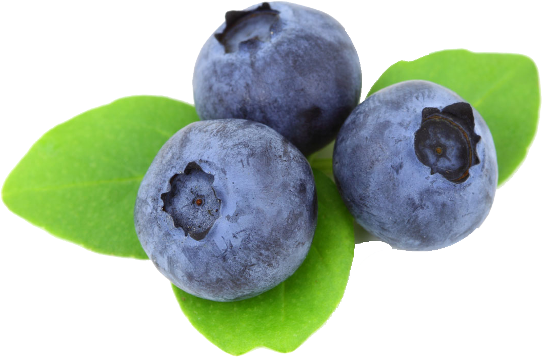 Blueberry Png Free Download - Blueberry Images Free, Transparent Png PNG with transparent background