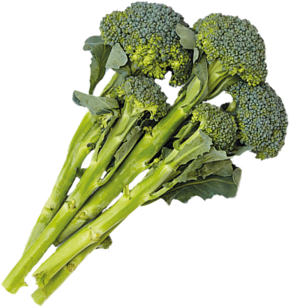 Fresh Broccoli Bunch Isolated