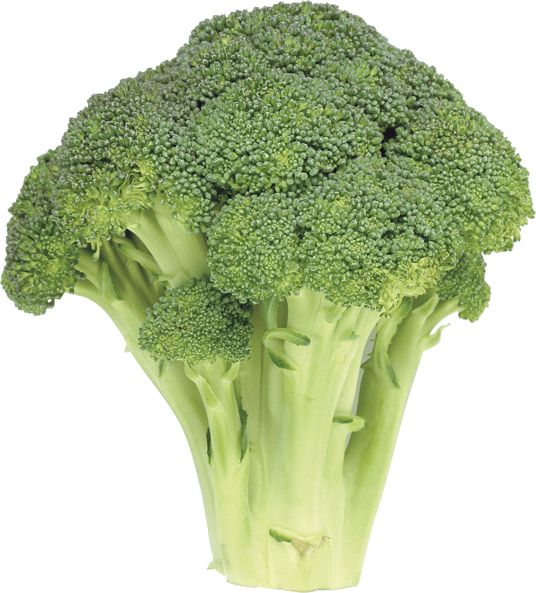 Fresh Broccoli Isolated