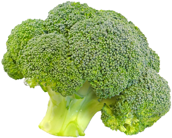 Fresh Broccoli Isolated.png