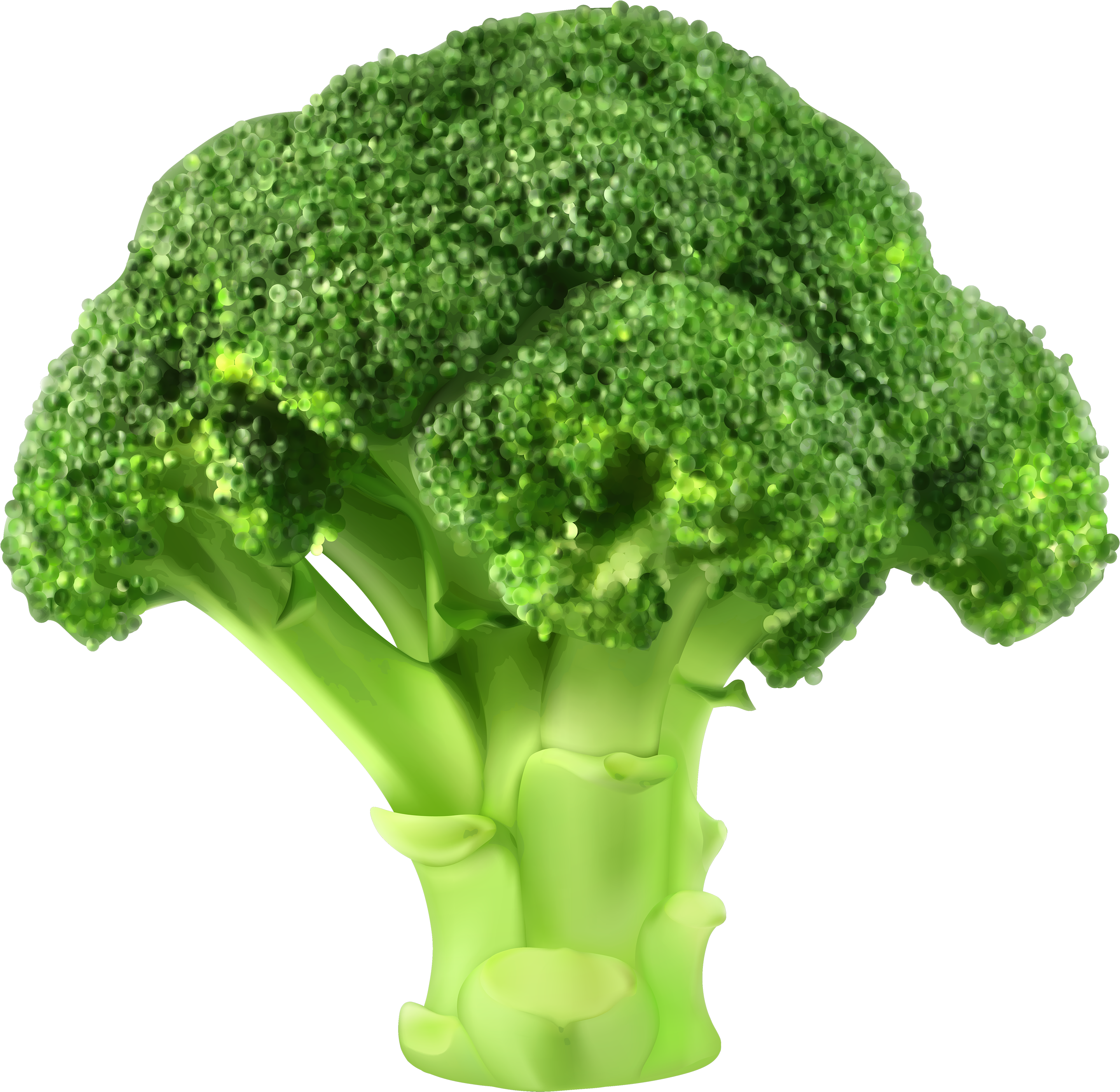 Clip Art Png Best Web - Fresh Broccoli, Transparent Png PNG with transparent background