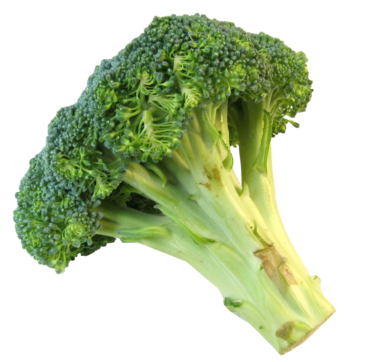 Fresh Broccoli Stalk PNG with transparent background